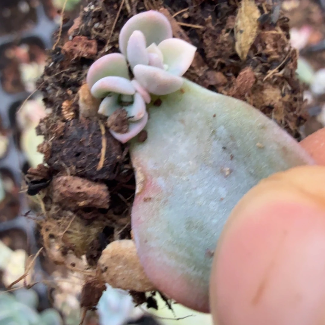 美尻锦多肉锦植物