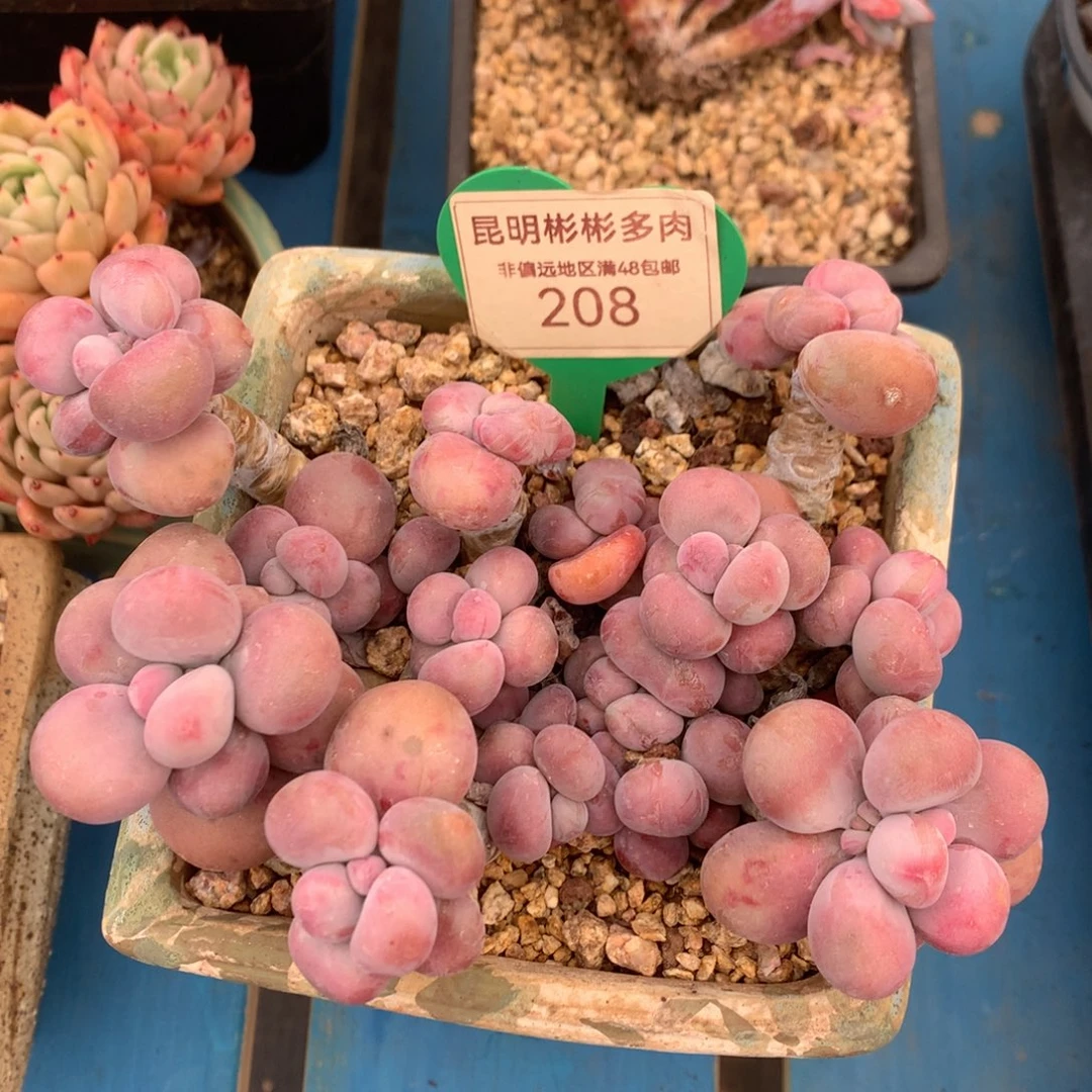 华腰子蛋老桩无砍208