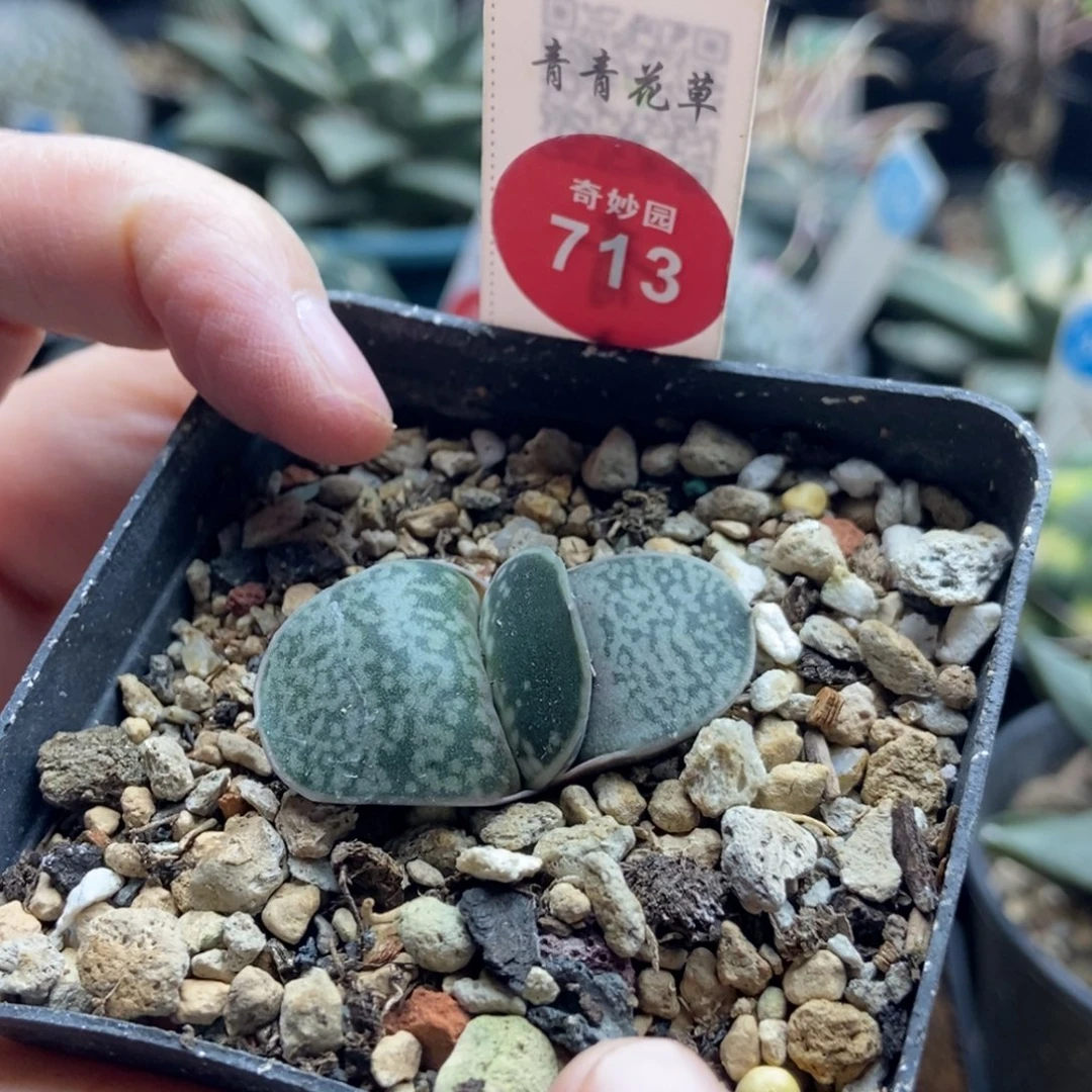 实生恐龙卧牛一棵仙人球