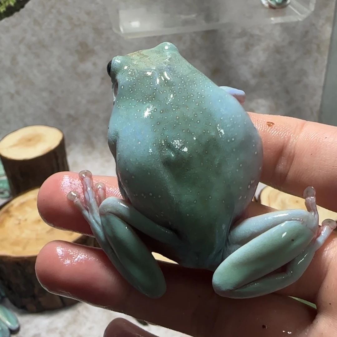 老爷树蛙奥蓝大蛙
