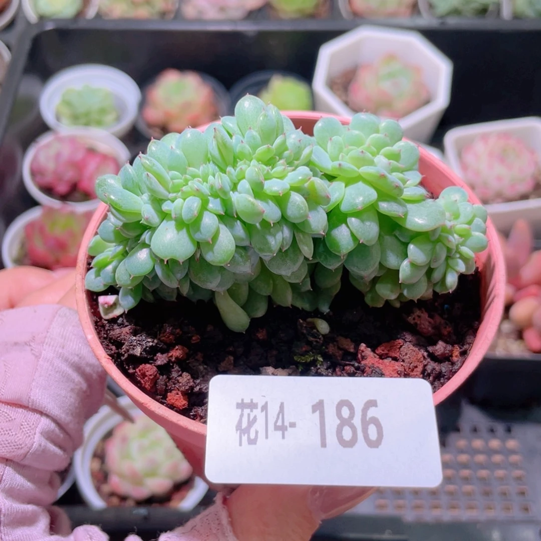 花利美14-186哈尼缀化