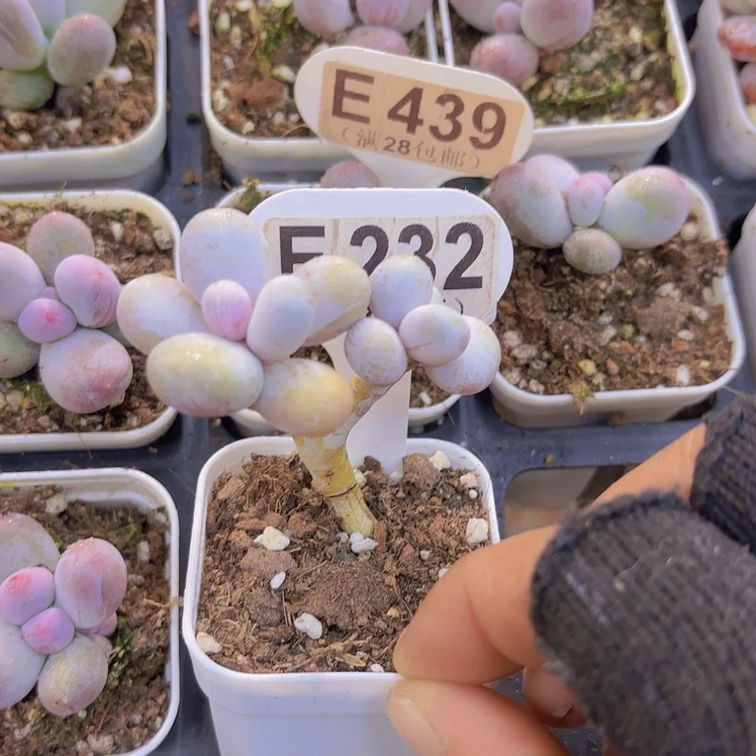 E232水光针一物语拍