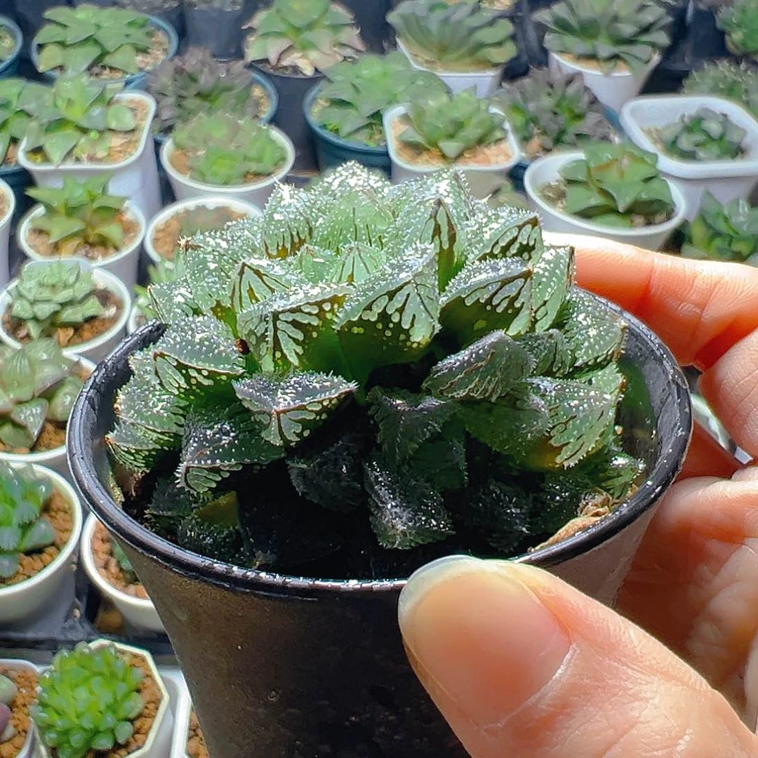 魔刺寿多肉多肉多肉多肉一颗