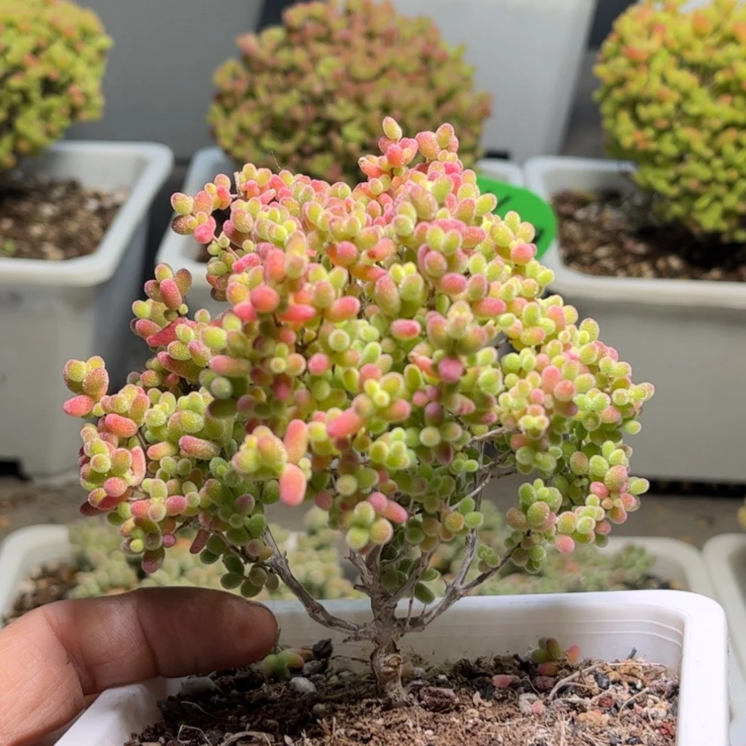 我***多蜜桔糖球优选枝干番杏