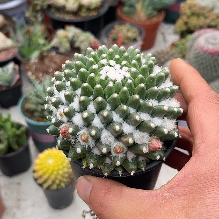 无花朵雪糕带盆包邮