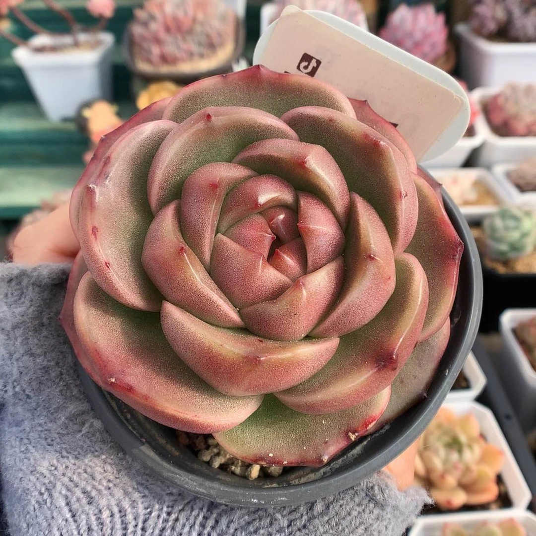 621皮埃拉珍妮多肉植物