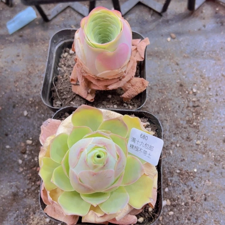 680 裸根不带土发货