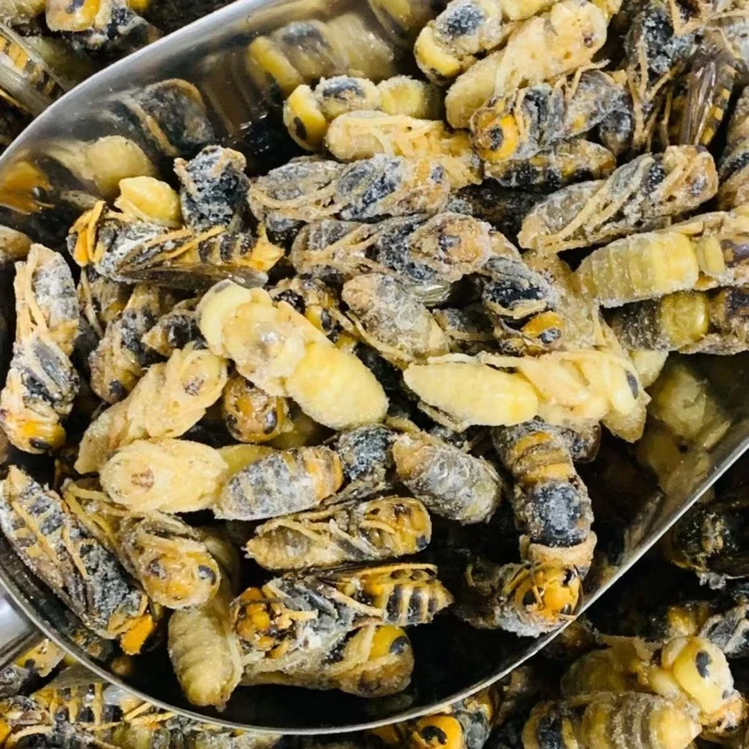 虎头蜂蛹金环虎头蜂4级蜂蛹新鲜冷冻食用精选马蜂蛹金环4级虎头蜂