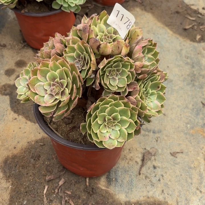 粉花妖多肉处理不包断头1178