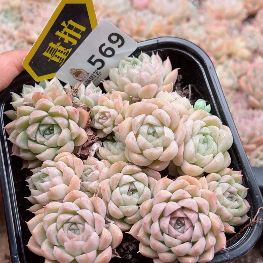 多肉植物多肉植物