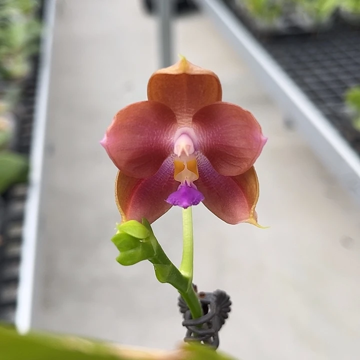 完全开放3.0寸杯焦糖玛奇朵