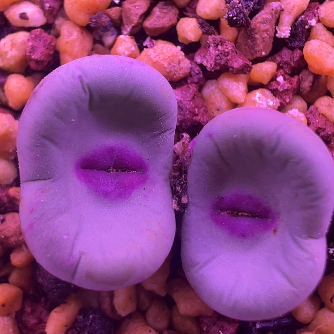 se杂交0094嘴 肉锥植物