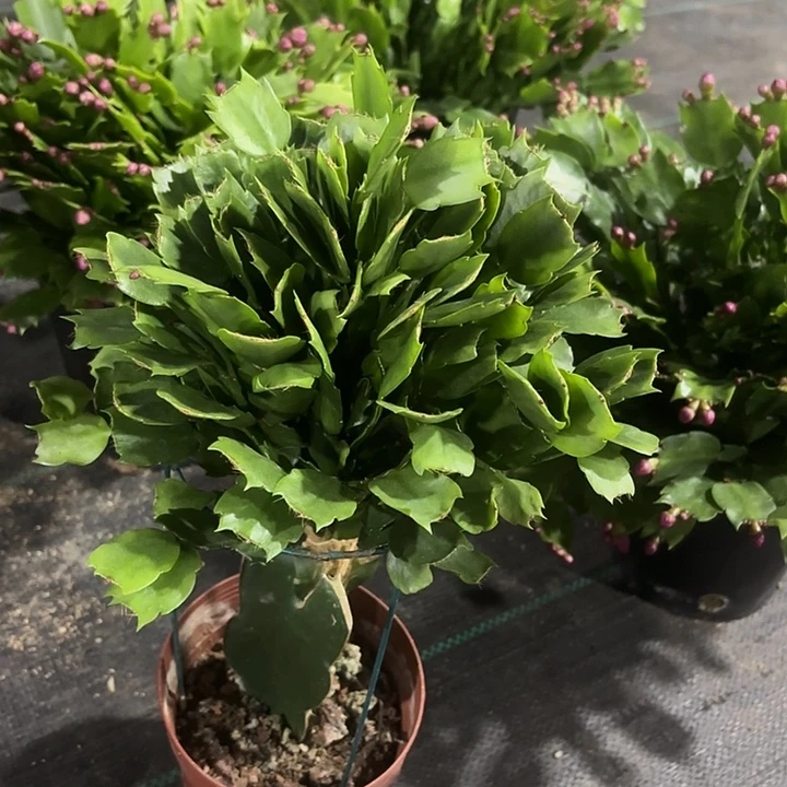 ****方当前无花栽培后可以开花