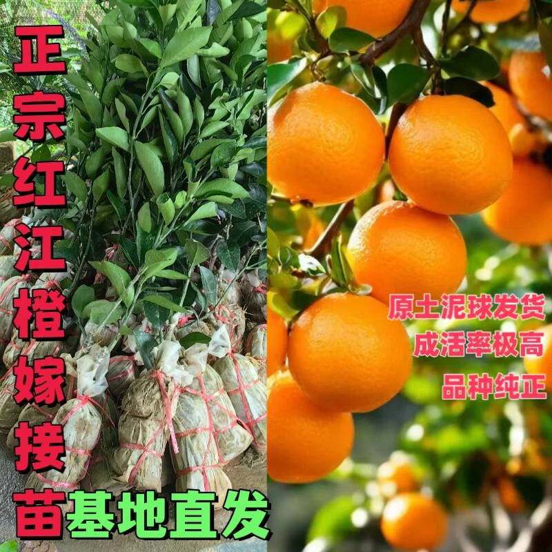 果树苗木橙子红江橙嫁接苗冰糖橙廉江橙南方种植盆栽地栽柑橘柑桔
