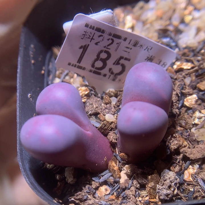 精品生石花221.185