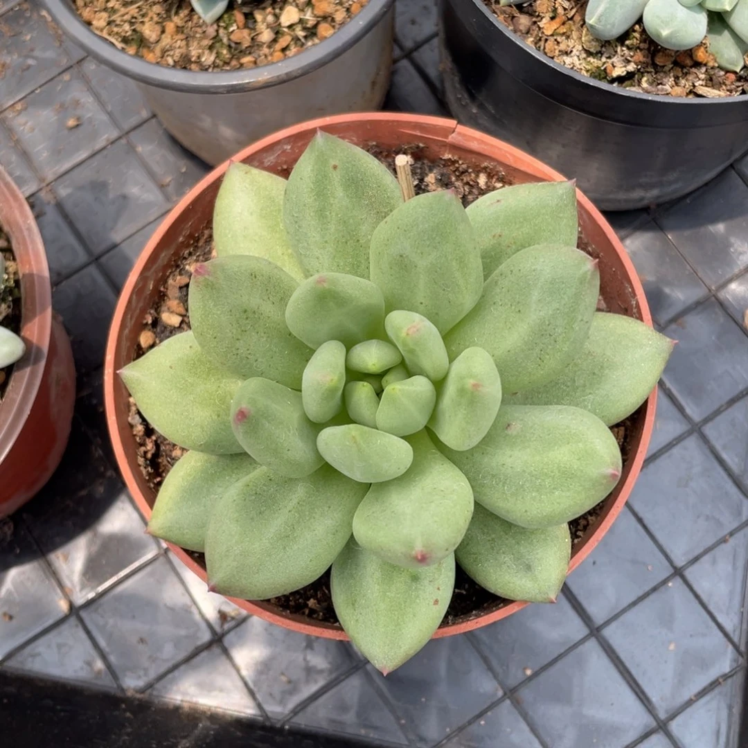 米其林美人多肉植物