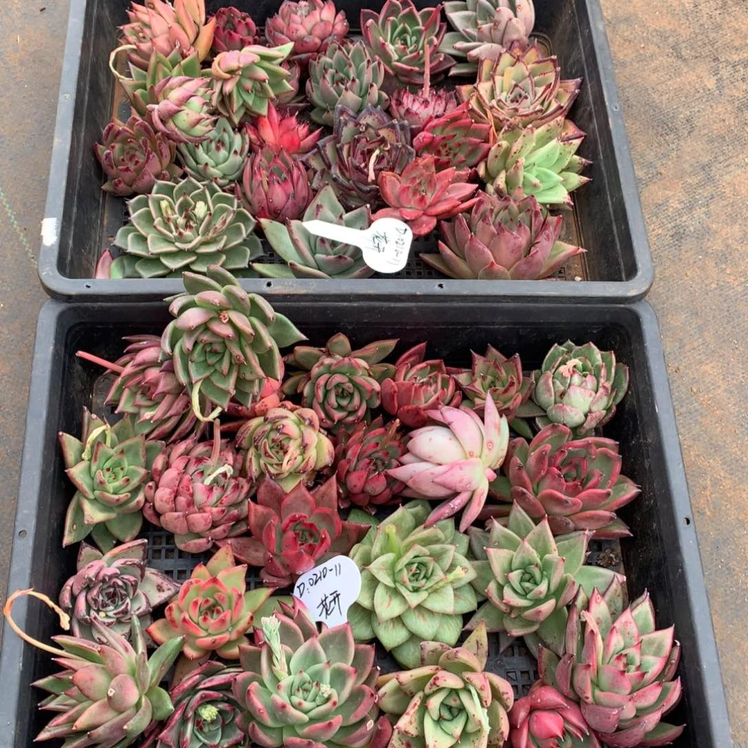 东云组拍0210-11（花开）