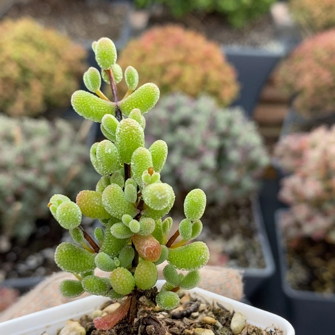 5厘米盆6643翡翠