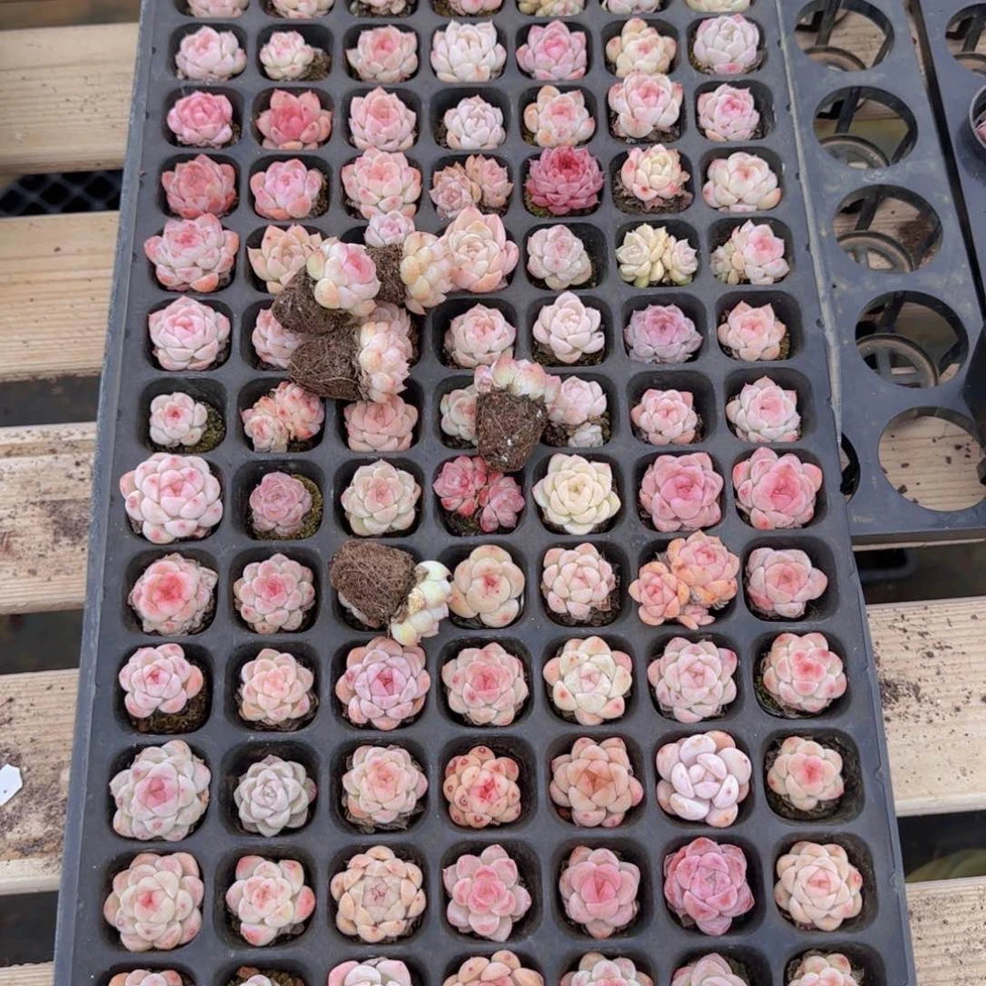 大**女白桃汽水110颗多肉植物