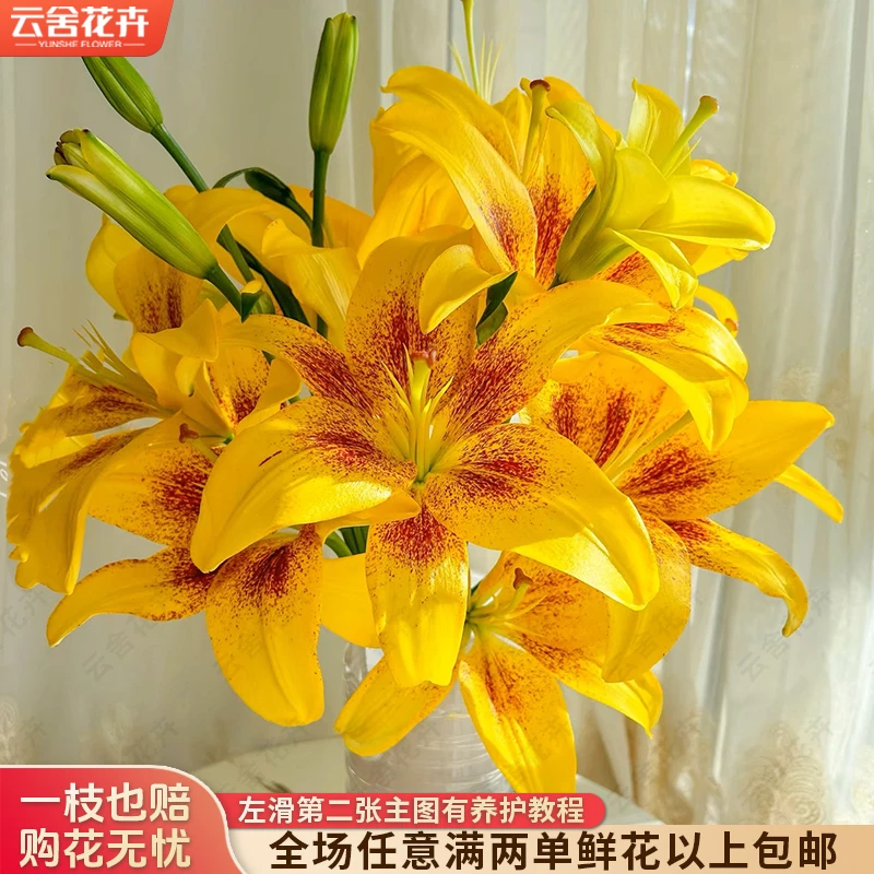 【云舍花卉】【黄天使】【亚百合小花苞】任意满两单及以上鲜花包邮