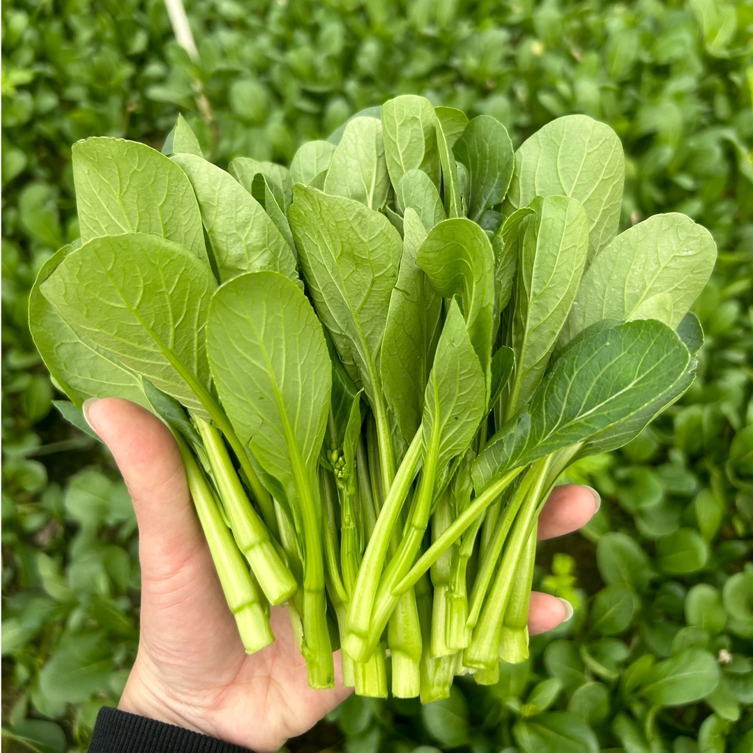【菜心苗3斤/京东 顺丰省内包邮】潮汕绿色健康农家菜现摘现发油菜