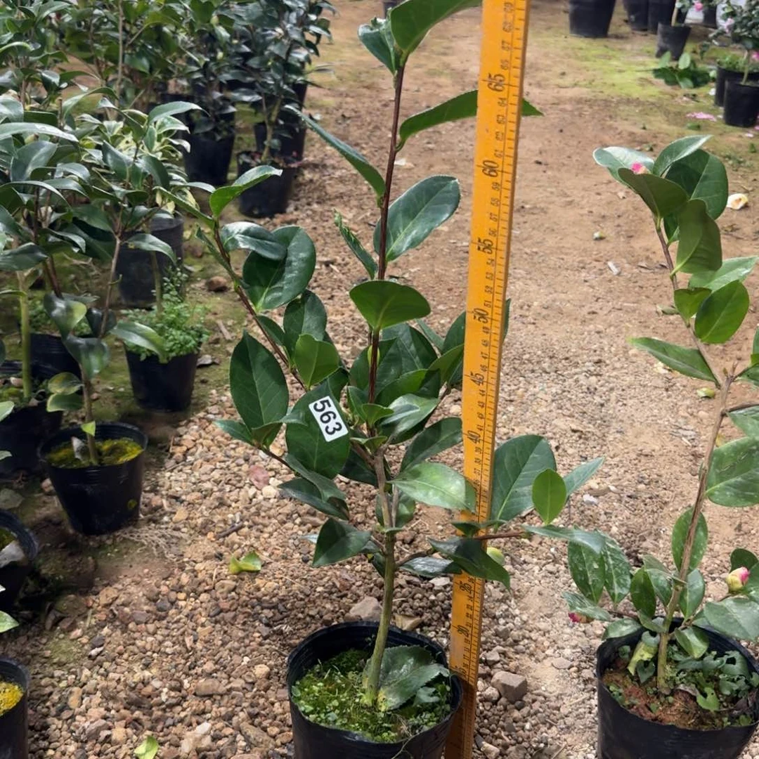 少量花朵（建议范围：2朵-5朵 或40%以下）563姚黄