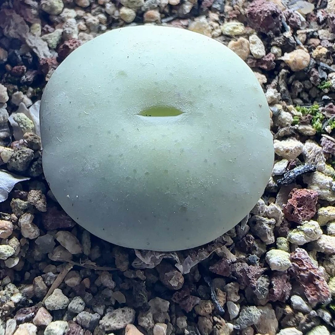 小*兔脱土28包邮26385