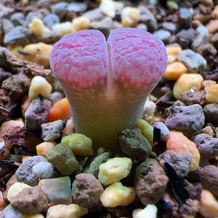 C10包白花三年。       827