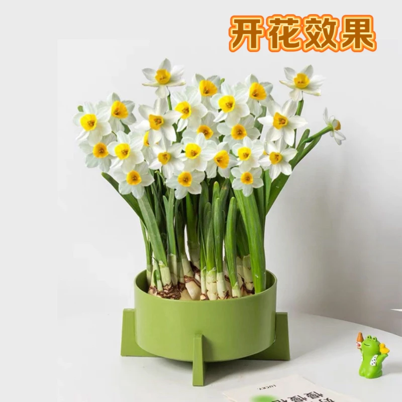 【6-8颗带芽点】漳州水仙花盆栽年宵花开花水培室内外冬季花卉绿植