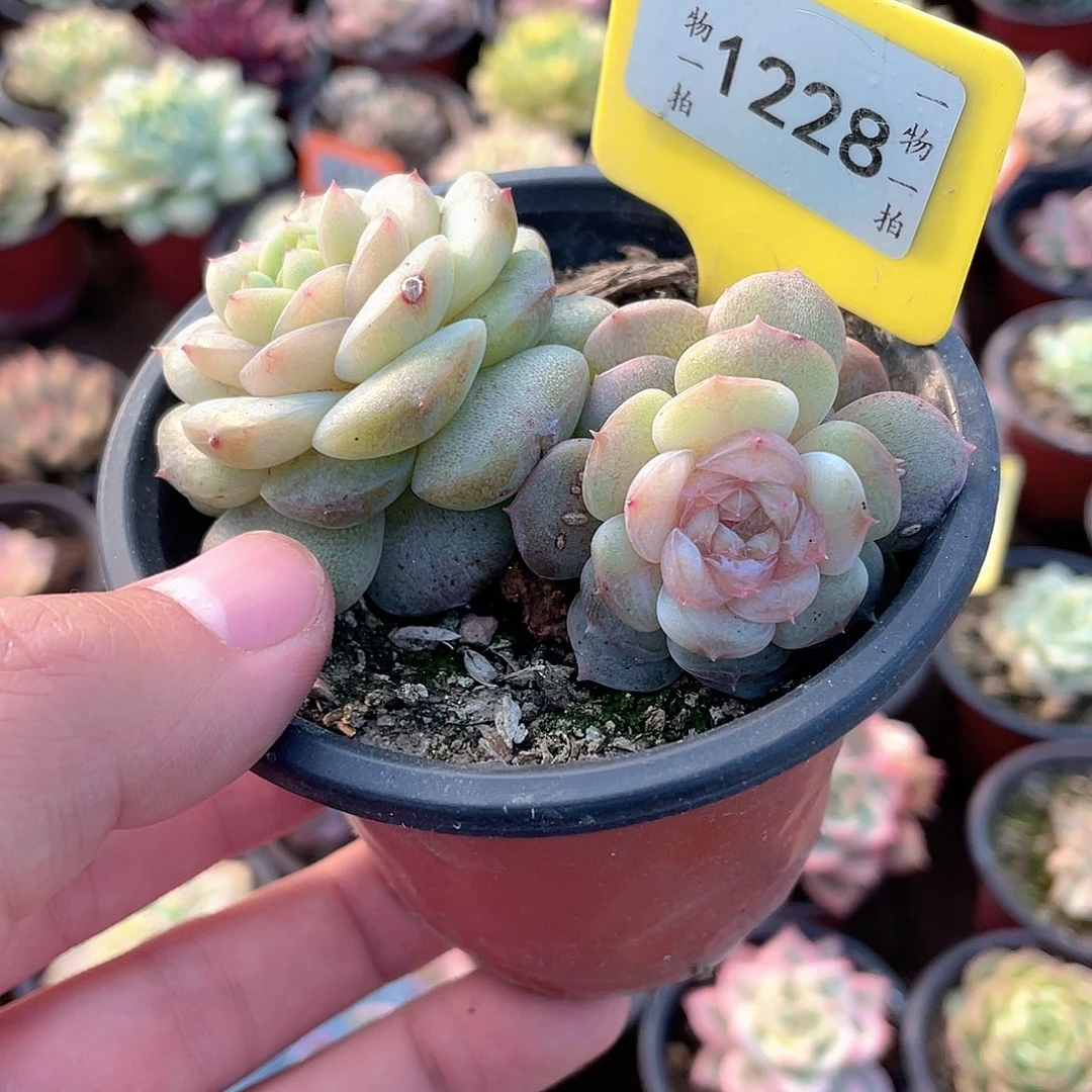 *****1228号散群多肉植物
