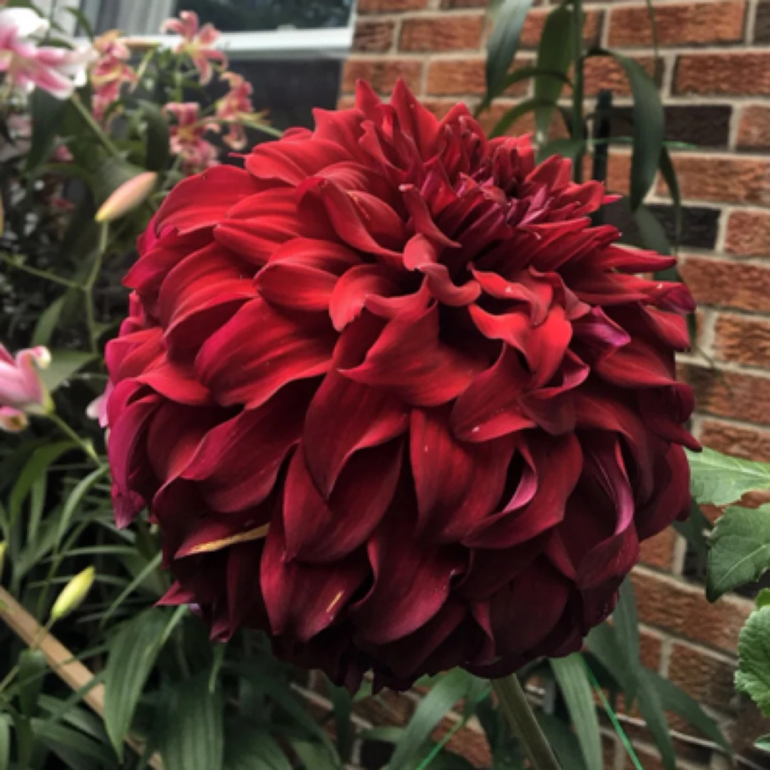 （斯巴达可斯）巨花型进口大丽花种球多年生阳台盆栽庭院地栽