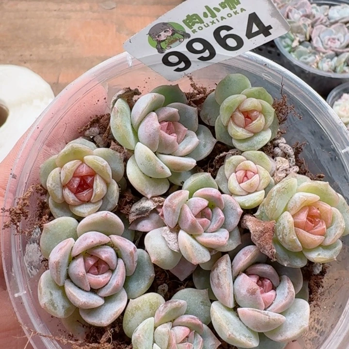 修****?多肉植物多肉植物