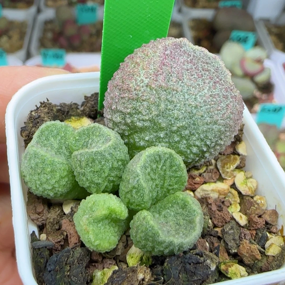 编号630叶插，四方盆发