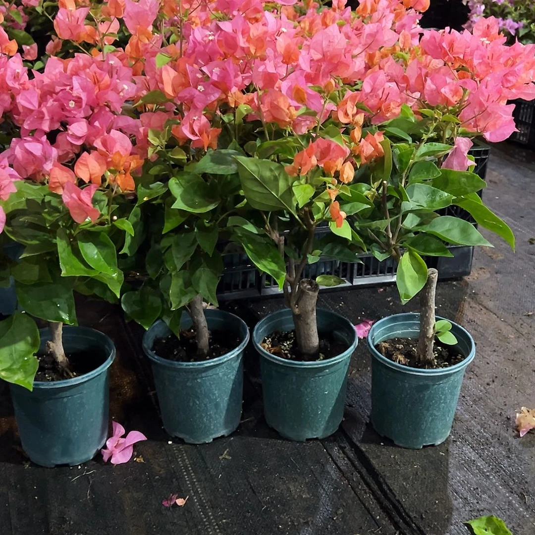 完全开放波妹掌中宝一棵