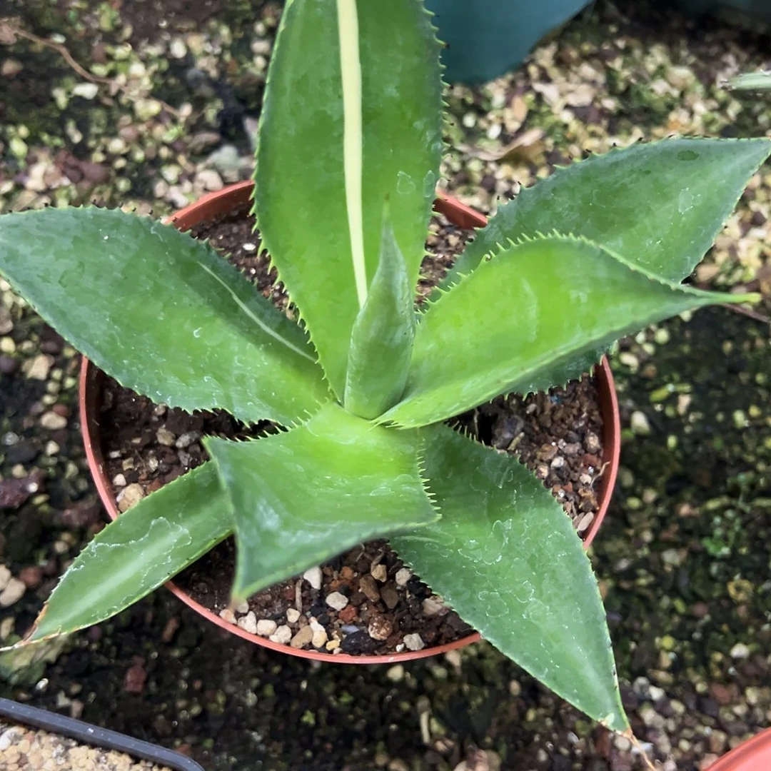诺娃带中斑锦植物