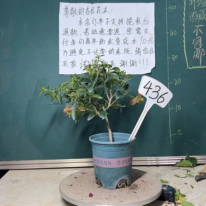 全部花苞  卡亚塔  436