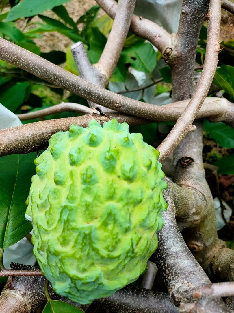 现货新鲜牛奶释迦果佛头果香甜软糯冰淇淋口感当季水果