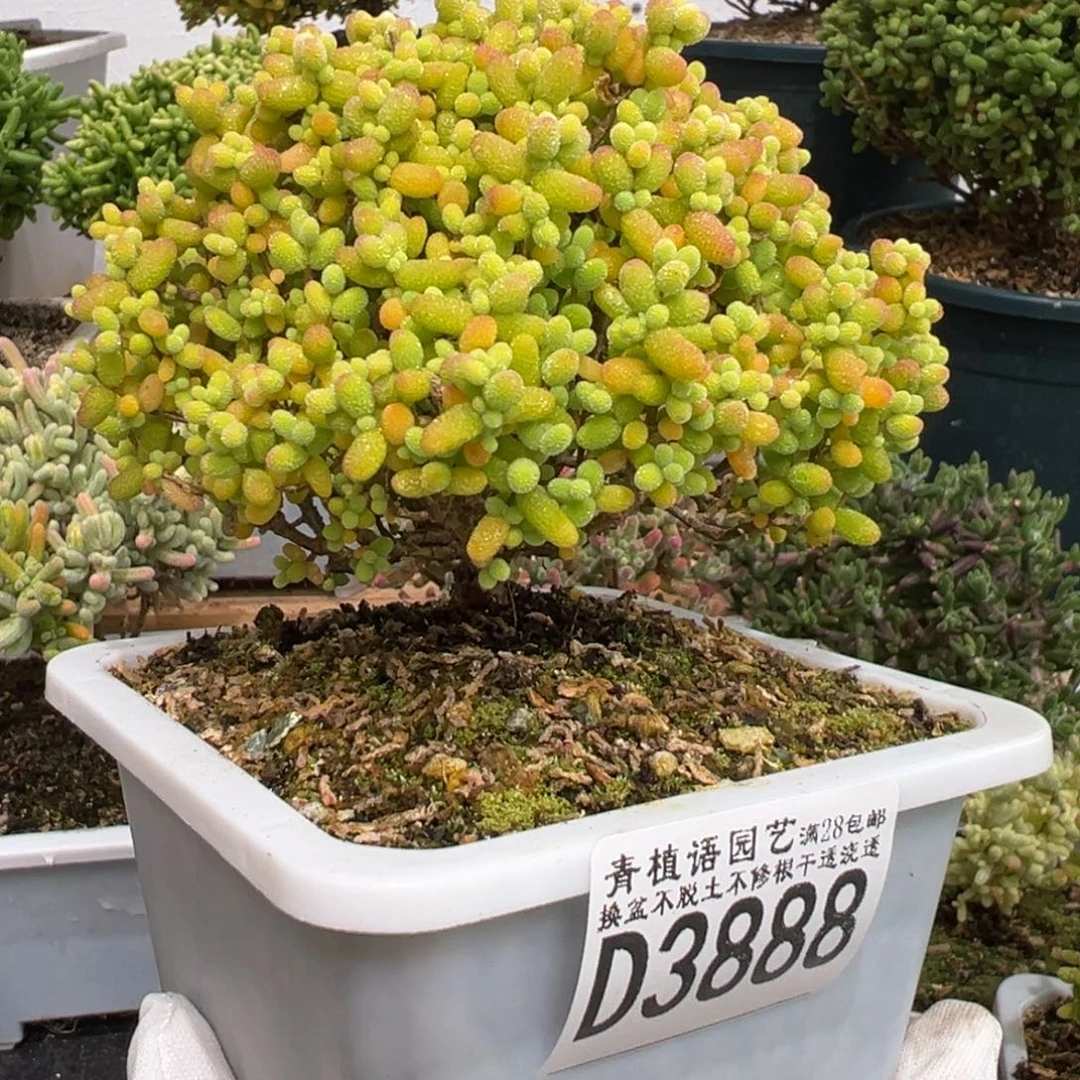 D3888金桔精控老桩