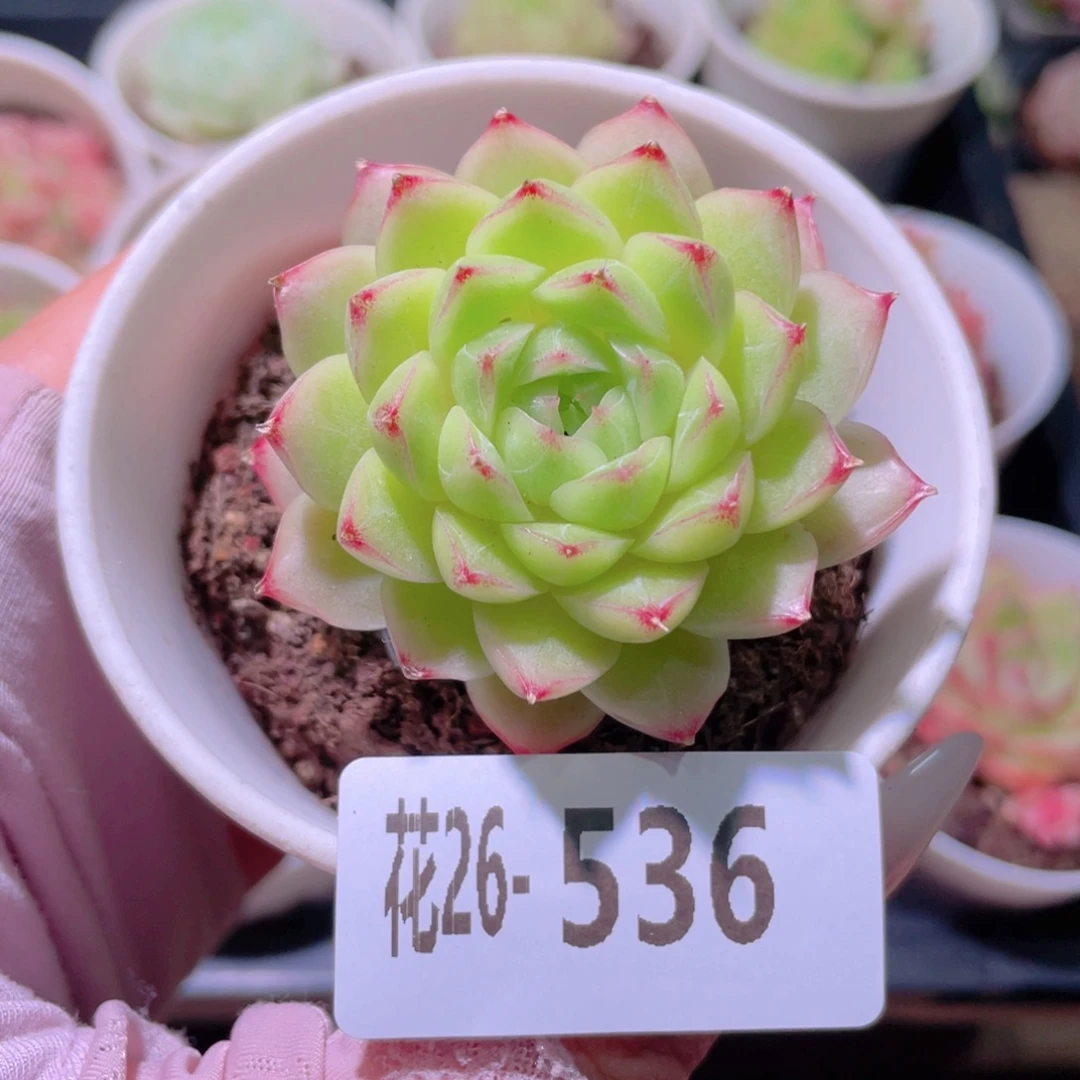 花利美26-536麦秆