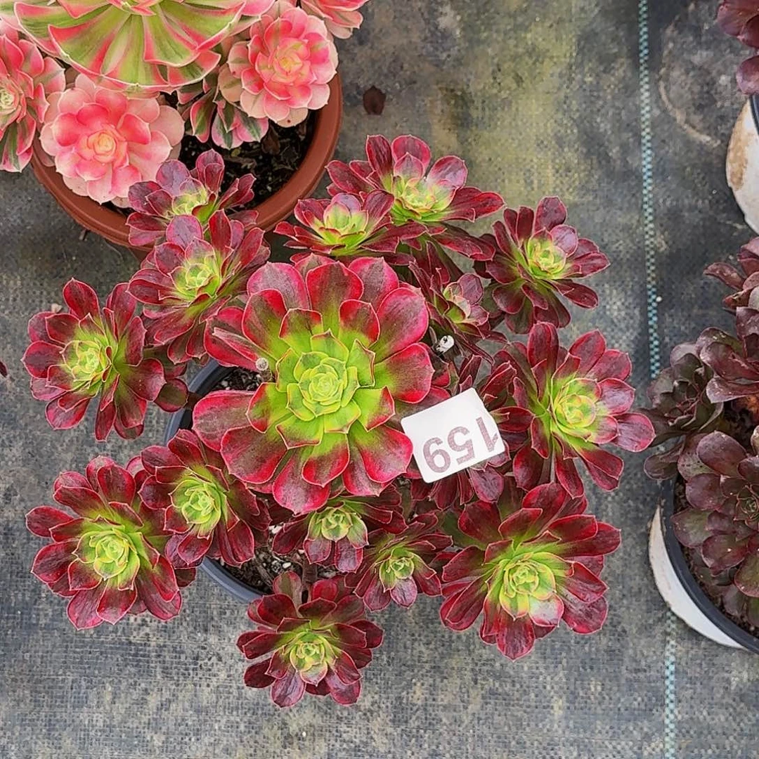 159安娜冠服30公分