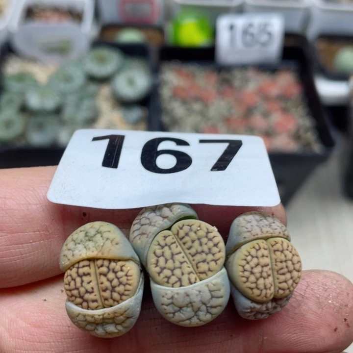 167线招福3颗满18包邮