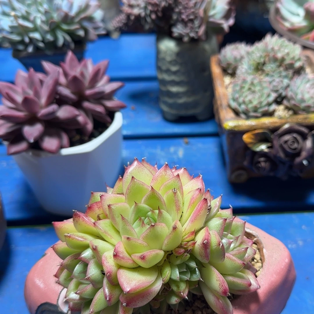 我在等他呢在说哇么了不