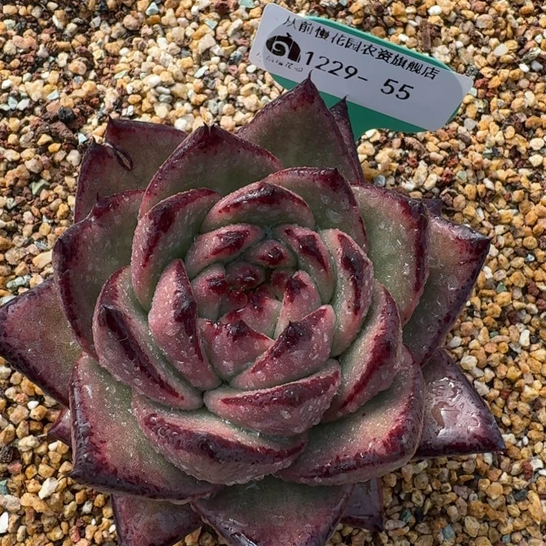 从前慢花园多肉编号1229-55