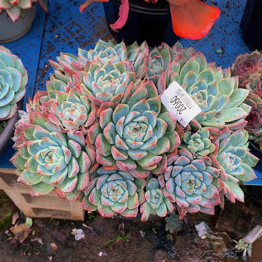 浙***和   如梦令多肉20060