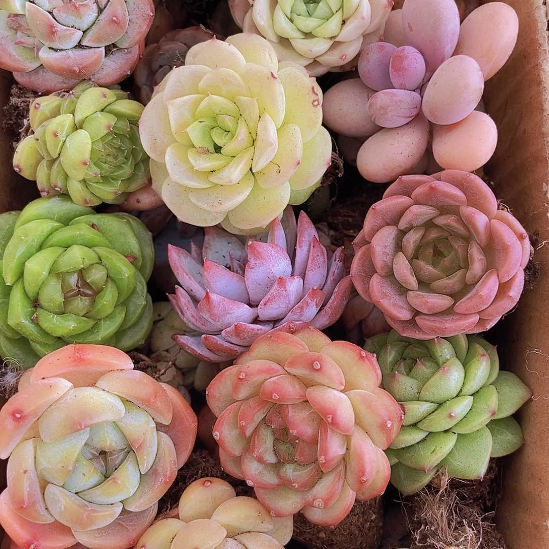 0000000000001量拍保底20颗