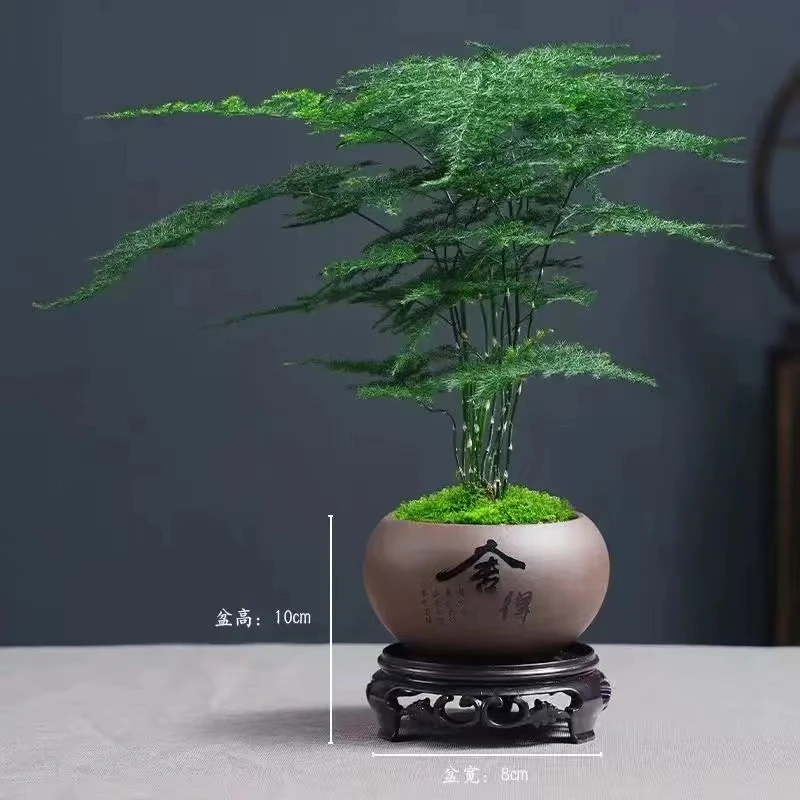 【新疆包邮】文竹2盆盆栽植物室内花卉盆景客厅办公室云竹优雅