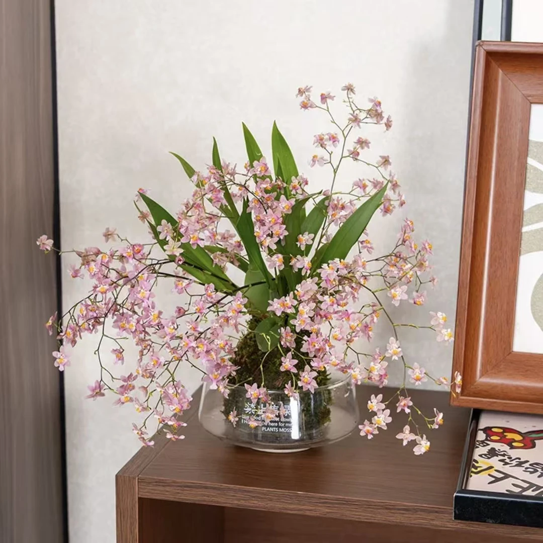 梦香兰文心兰半水培奶香味室内花卉绿植