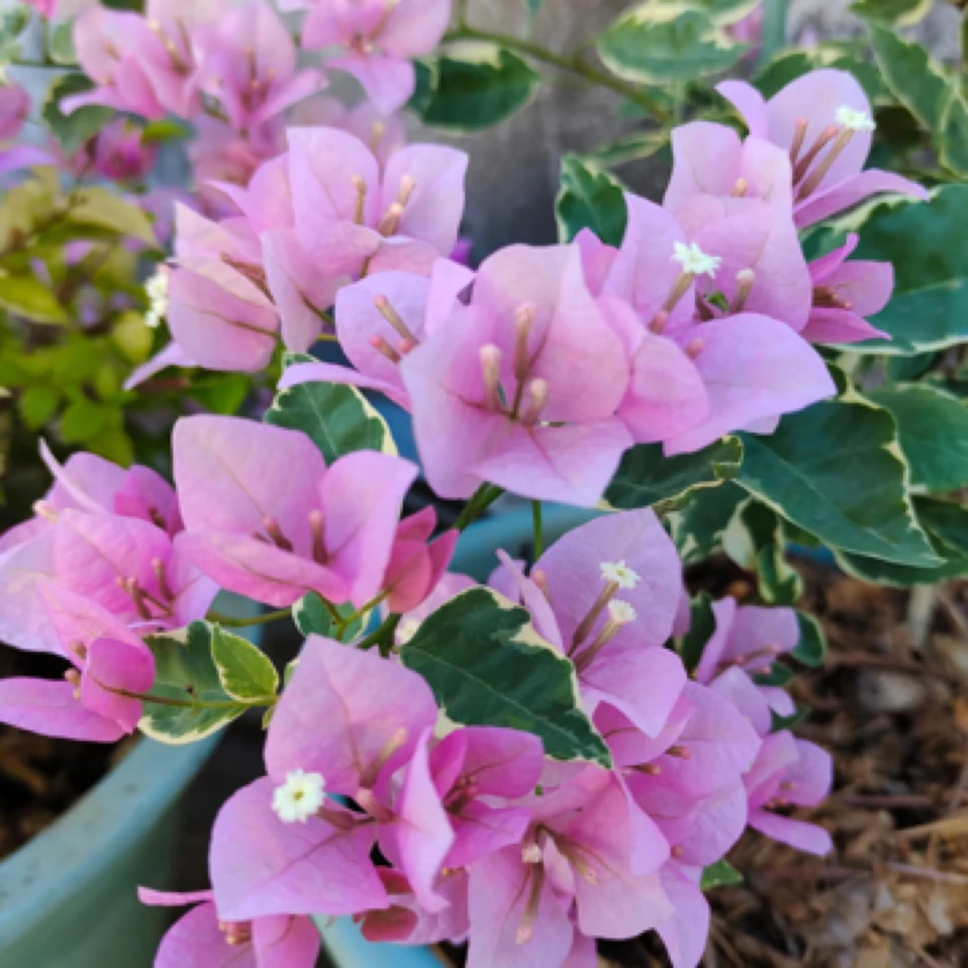 【小斑叶丽人】原生袋苗三角梅