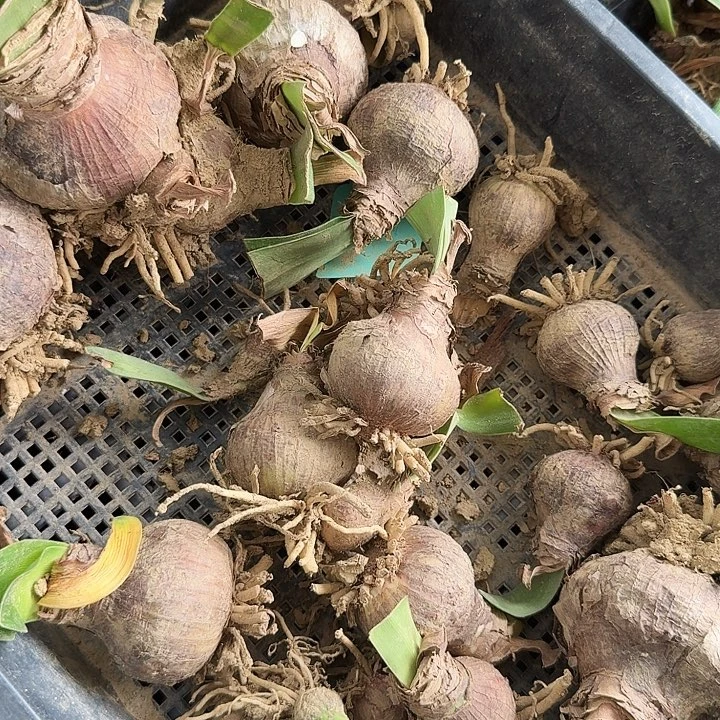 异国风情朱顶红一棵4+