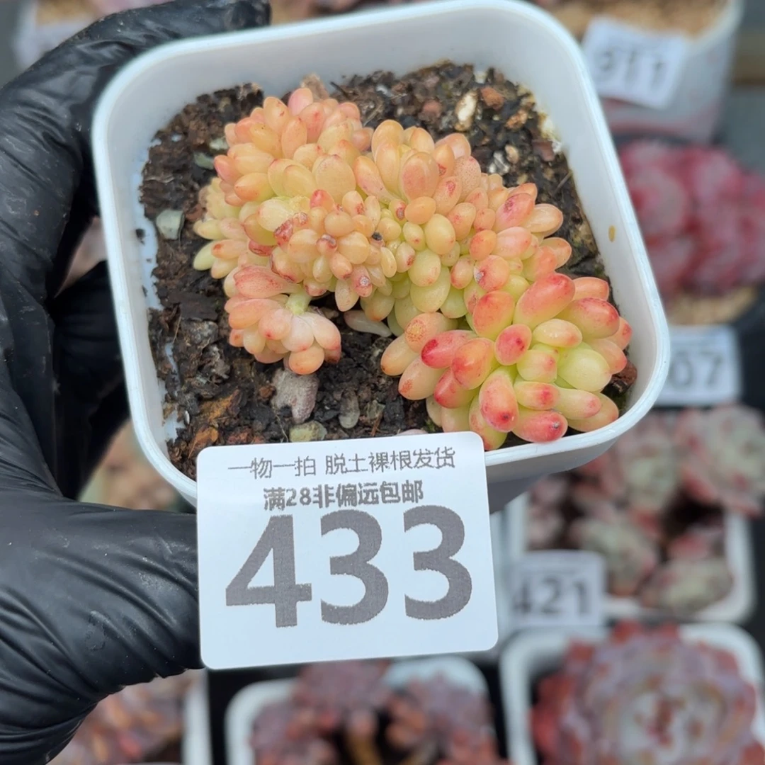 香格里拉无盆土发货